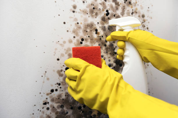 Best Mold Damage Repair  in Orange City, IA