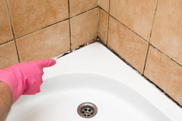 Best Home Mold Removal  in Orange City, IA